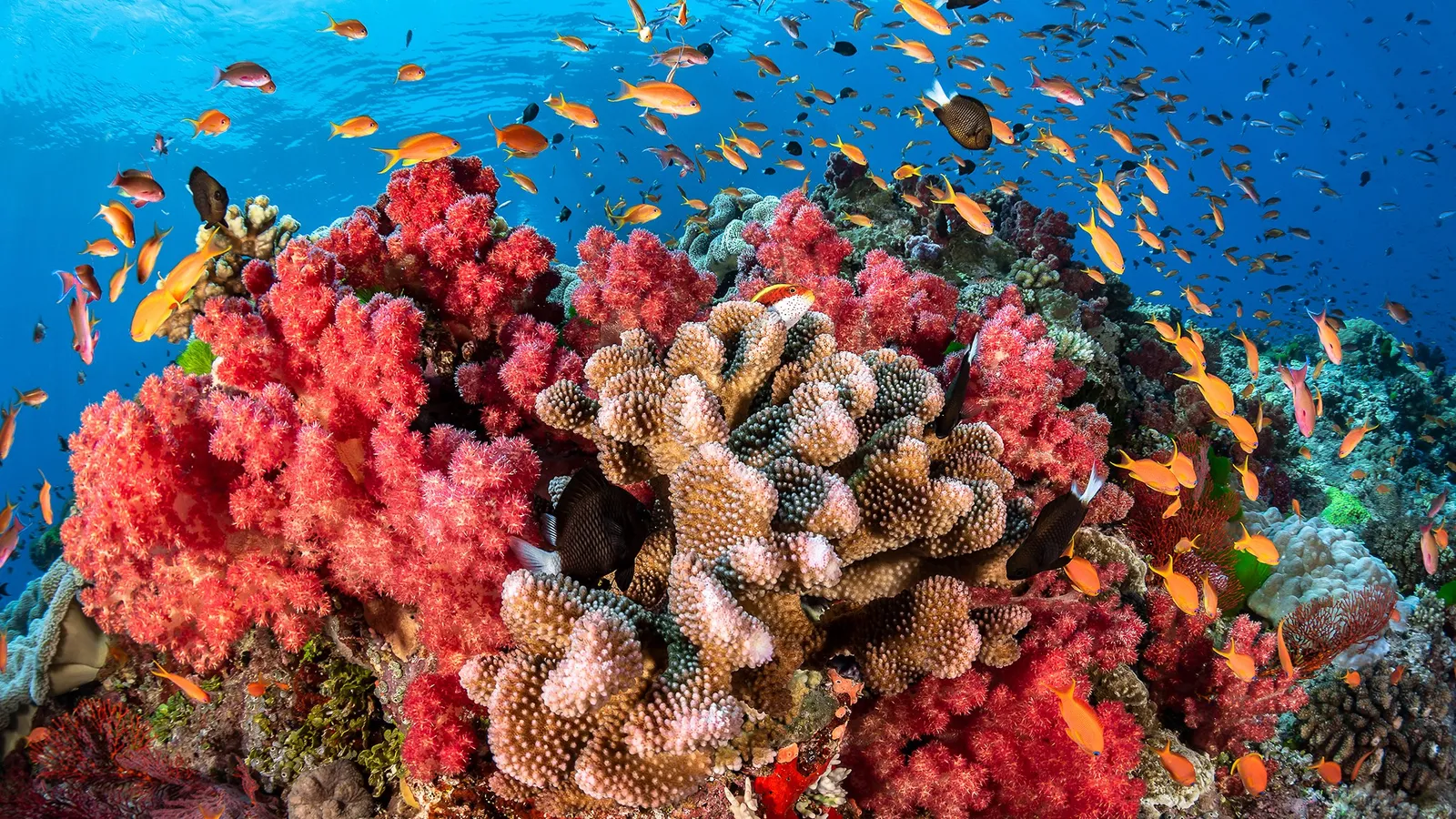 Vibrant coral reefs